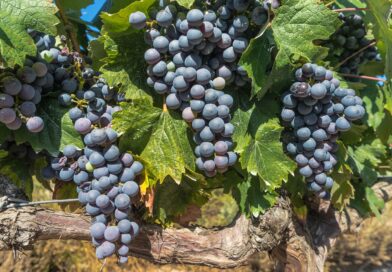 Von der Ernte zum Genuss: Die Weinherstellung aus Früchten aus dem eigenen Garten